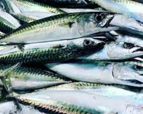Gara di pesca allo sgombro